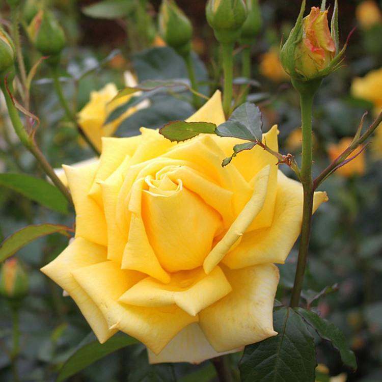 Rožė 'BELORINA'
